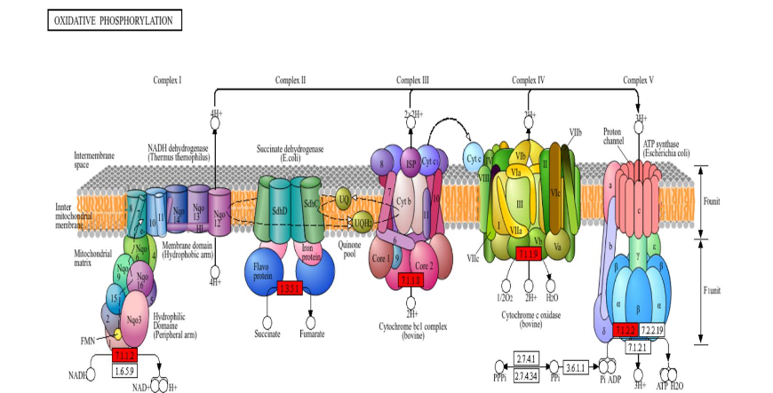 Figure 7. Semaglutide Downregulates Mitochondrial Respirasome Subunits. This diagram depicts the mitochondrial complexes responsible for the electron transport chain. As highlighted in red, our dataset indicated reduced expression associated with each of these complexes. 7.1.1.2: Complex I/NADH dehydrogenase. 1.3.5.1: Complex II/succinate dehydrogenase. 7.1.1.8: Complex III/cytochrome bc1 complex. 7.1.1.9: Complex IV/cytochrome c oxidase. 7.1.2.2: ATP synthase.