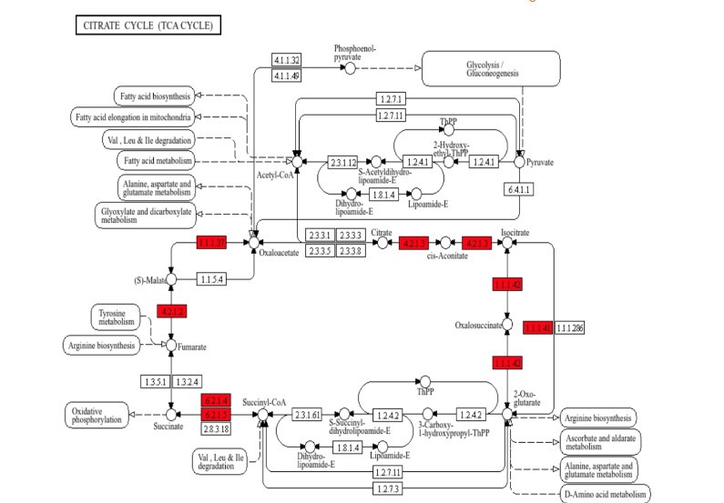 Figure 5. Semaglutide Activates TCA Cycle-Mediated Metabolism. Semaglutide treatment was associated with upregulations in nearly all enzymes critical to TCA cycle flux. Upregulated enzymes are highlighted in red. 4.2.1.3: aconitase; 1.1.1.41/42: isocitrate dehydrogenase; 6.2.1.4/5: succinyl-CoA synthetase; 4.2.1.2: fumarase; 1.1.1.37: malate dehydrogenase.