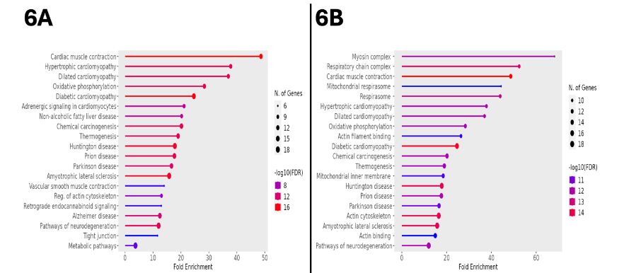 Figure 6. Semaglutide Reduces Cardiomyopathic Pathway and Respiratory Complex Subunit Expression. 6A: Lollipop plot displaying the KEGG-generated bioinformatic yield derived from the downregulated proteome of treated ischemic myocardial tissue. The diameter of the terminal circle indicates number of genes, colors represent the log10 (FDR), and x-axis indicates fold change. 6B: When processed using all available databases, the same inputs yielded a similar set of pathways. FDR: false discovery rate.