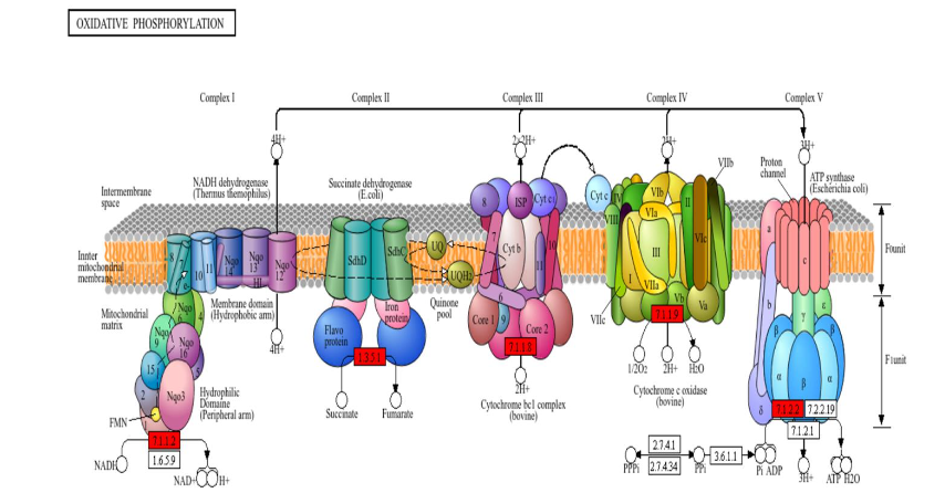 Figure 6A. Lollipop plot displaying the KEGG-generated bioinformatic yield derived from the downregulated proteome of treated ischemic myocardial tissue. The diameter of the terminal circle indicates number of genes, colors represent the log10 (FDR), and x-axis indicates fold change.