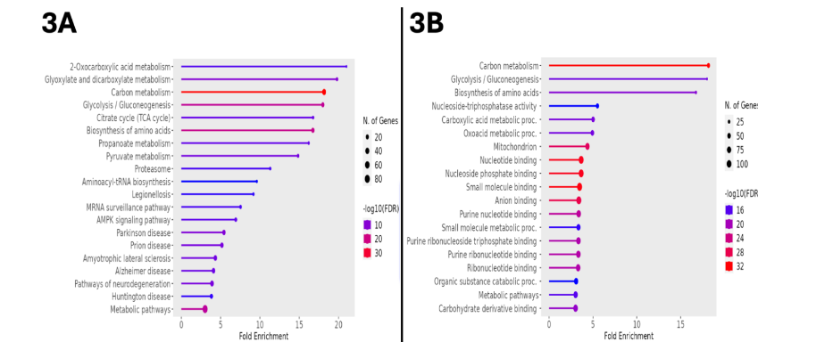 Figure 3A. Lollipop plot showing the KEGG-based interpolation of upregulated proteins in treated animals and corresponding enriched metabolic pathways. The diameter of the terminal circle indicates number of genes, colors represent the log10 (FDR), and x-axis indicates fold change.