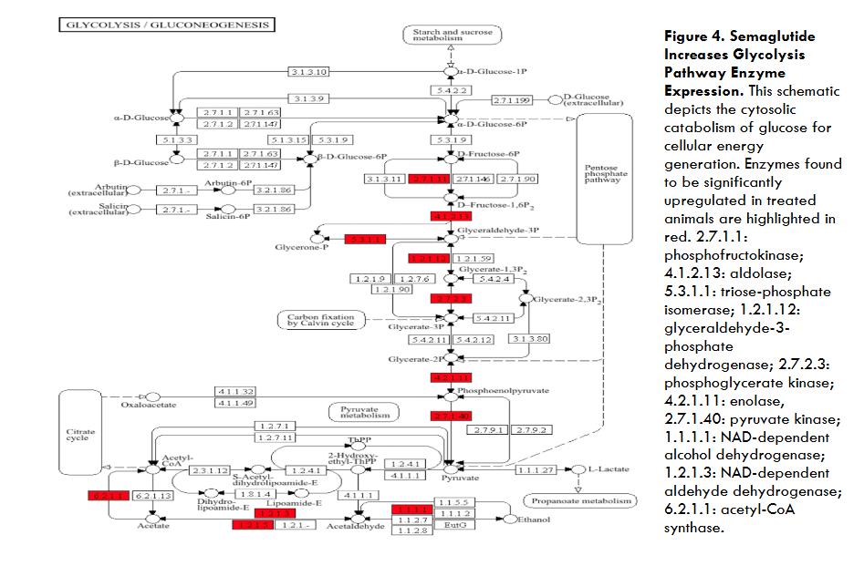 Figure 3B. Lollipop plot of the same dataset interpolated into all available databases of ShinyGO 0.77 revealed similar findings. FDR: false discovery rate.