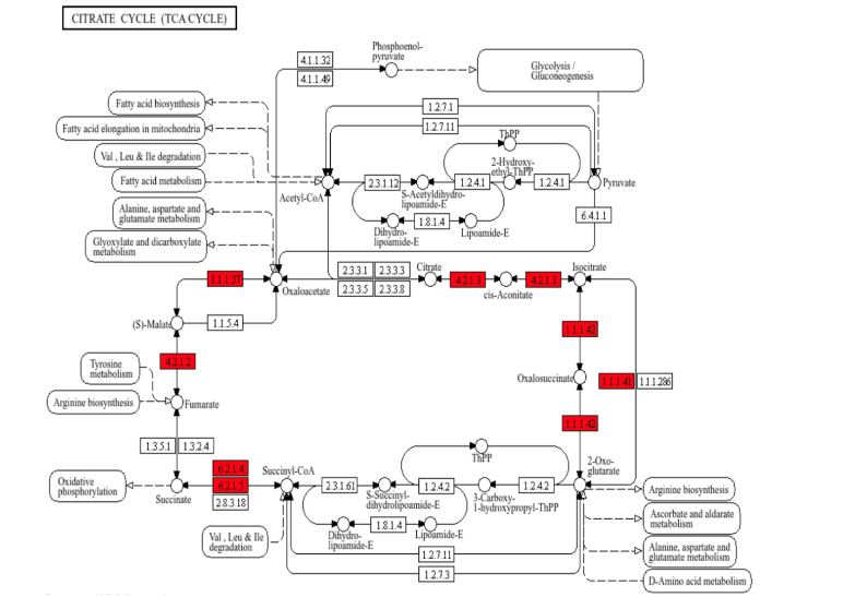 Figure 4. Semaglutide Increases Glycolysis Pathway Enzyme Expression. This schematic depicts the cytosolic catabolism of glucose for cellular energy generation. Enzymes found to be significantly upregulated in treated animals are highlighted in red.