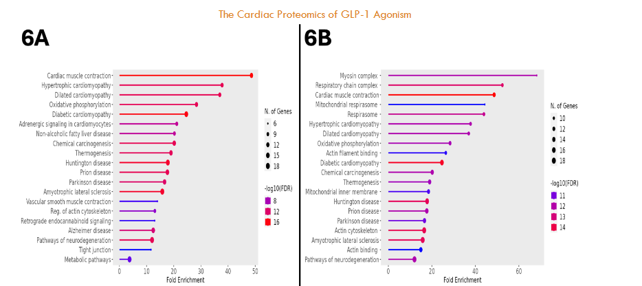 Figure 5. Semaglutide Activates TCA Cycle-Mediated Metabolism. Semaglutide treatment was associated with upregulations in nearly all enzymes critical to TCA cycle flux. Upregulated enzymes are highlighted in red.