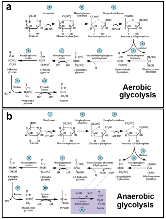 Figure 1. The glycolytic pathway and the 10 enzymatic steps that break down one molecule of glucose into two triose molecules, ending with pyruvate (aerobic glycolysis, A) or, with an 11th step, lactate (anaerobic glycolysis, B). This dogmatic depiction was originally presented in 1940. A paradigm shift has transpired over the past four decades (see text for details).