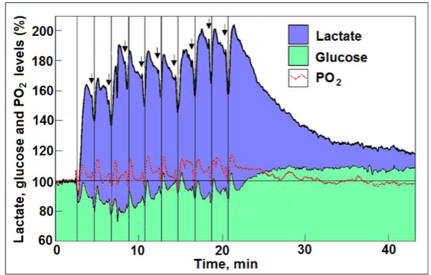 Figure 2. Profiles of time course and dynamic relationships of local extracellular lactate, glucose, and O2 levels in the rat hippocampal dentate gyrus during a series of 5 s electrical stimulations (arrows) of the perforant pathway at 2 min rest intervals (reproduced with permission from, copyright 1997, Blackwell, Oxford). The vertical lines were drawn to indicate the simultaneous dip in all three analytes, glucose, lactate, and oxygen, in response to each of the 10 electrical stimulations.