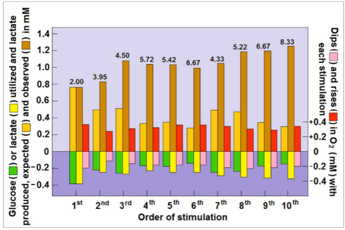 Figure 3. Dynamic relationships of local extracellular glucose, lactate and O2 levels in the rat hippocampal dentate gyrus during a series of 5 s electrical stimulations of the perforant pathway at 2 min rest intervals. The concentrations of glucose, lactate and O2 were calculated from their dips and rises as measured by Hu and Wilson using rapid response sensors in their original study. The numerical values above the columns are the observed rises in lactate concentration post-stimulation.