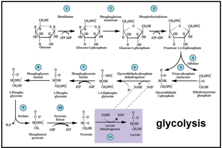 Figure 4. The paradigm shift of glycolysis presents the first metabolic pathway to be elucidated as a series of 11 enzymatic reactions that begins with glucose and ends with lactate, independently of the presence or absence of oxygen or mitochondria. As such it also guarantees the continuous supply of NAD+, preserving the cyclical nature of the pathway.