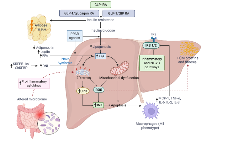 Physiological Effects of EGF. EGF activates multiple intracellular signaling networks, including the RAS–RAF–MEK–MAPK pathway, PI3K–Akt pathway, and JAK–STAT cascade. These pathways mediate diverse biological effects, such as suppressing cellular senescence to promote proliferation, stimulating epithelial and fibroblast migration to injury sites, modifying the extracellular matrix, inducing myofibroblast proliferation, enhancing re-epithelialization, promoting keratinocyte motility, triggering angiogenesis, facilitating adipocyte maturation, regulating thymocyte differentiation, supporting mammary gland lactogenesis, and modulating metabolism, including lipogenesis and biosynthesis of glucose and amino acids.