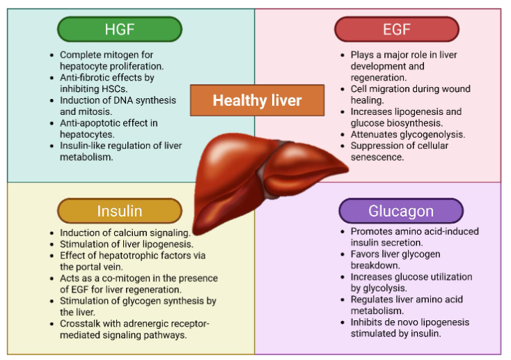 Figure 1. Physiological Effects of Growth Factors and Pancreatic Hormones. The effects of growth factors are mainly directed toward the proliferation of new hepatocytes, as well as certain aspects of intermediary metabolism. The effects of insulin and glucagon on the liver are well established, including their roles in de novo protein synthesis, as well as in carbohydrate and lipid metabolism.