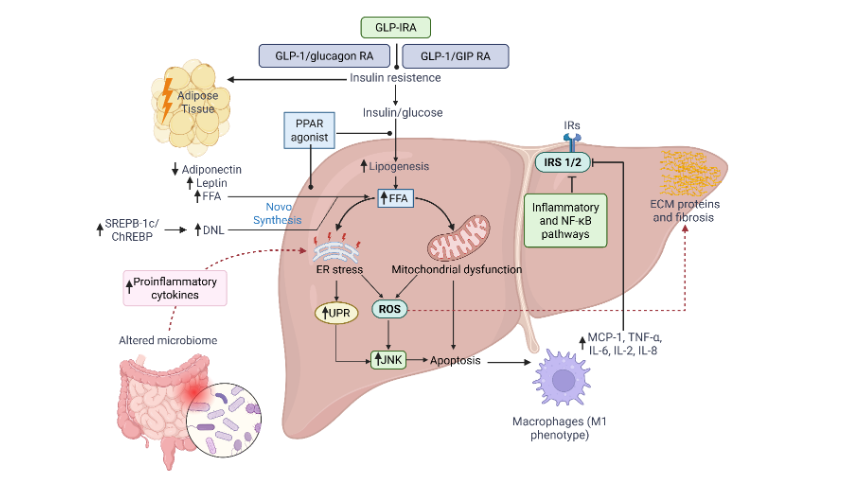 Figure 2. Physiological Effects of EGF in Liver Function.