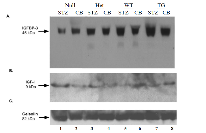 Figure 4. Insulin-like growth factor action in non-diabetic and diabetic null, heterozygous, wild-type, and HB-EGF transgenic mice. Western blot analysis of A. IGFBP-3 (45kDa), B. IGF-1 (9kDA), and C. gelsolin serum protein standard (82kDa) from kidneys of STZ- and CB-treated null (lanes 1,2), heterozygous (lanes 3,4), wild-type (lanes 5,6), and HB-EGF transgenic mice (lanes 7,8), respectively. Densitometric analysis of D. IGFBP-3 and E. IGF-1 protein levels compared to gelsolin proteins levels between CB- and STZ-treated null, heterozygous, wild-type, and HB-EGF transgenic mice. Data were analyzed by Student’s T-test and ANOVA, * p<0.05.