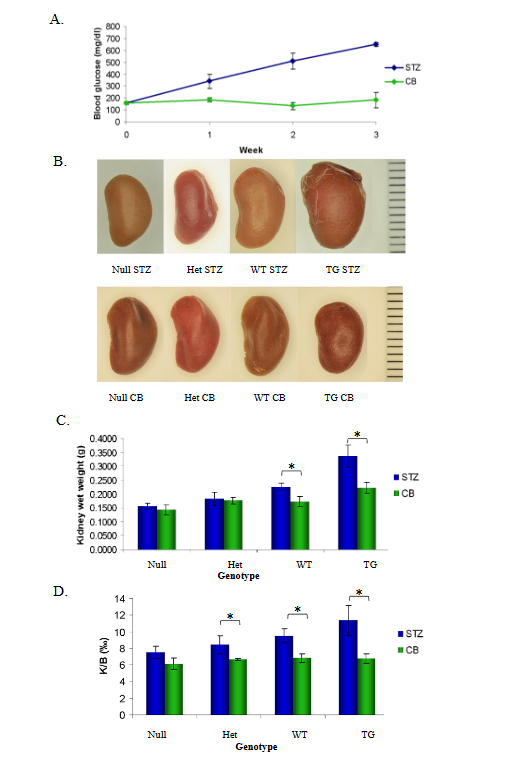 Figure 1. Analyses of kidneys from non-diabetic and diabetic null, heterozygous, wild-type, and HB-EGF transgenic mice. A. Mean blood glucose levels (mg/dl) of serum, B. Overt kidney measurement (mm), C. Wet weight of kidneys (g), and D. Kidney wet weight to body weight ratios (g) from streptozotocin (STZ) or citrate buffer (CB)-treated null, Het, WT, and TG mice (n=10 mice each). Data were analyzed by student T-test and ANOVA (n=10 each), * p<0.05.