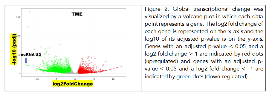 Figure 2. Global transcriptional change was visualized by a volcano plot in which each data point represents a gene. The log2 fold change of each gene is represented on the x-axis and the log10 of its adjusted p-value is on the y-axis. Genes with an adjusted p-value < 0.05 and a log2 fold change > 1 are indicated by red dots (upregulated) and genes with an adjusted p-value < 0.05 and a log2 fold change < -1 are indicated by green dots (down-regulated).