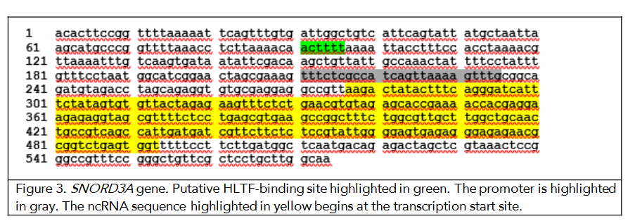 Figure 3. SNORD3A gene. Putative HLTF-binding site highlighted in green. The promoter is highlighted in gray. The ncRNA sequence highlighted in yellow begins at the transcription start site.