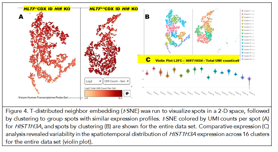 Figure 4. T-distributed neighbor embedding (t-SNE) was run to visualize spots in a 2-D space, followed by clustering to group spots with similar expression profiles. t-SNE colored by UMI counts per spot (A) for HIST1H3A, and spots by clustering (B) are shown for the entire data set. Comparative expression (C) analysis revealed variability in the spatiotemporal distribution of HIST1H3A expression across 16 clusters for the entire data set (violin plot).