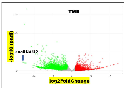 Figure 2. Global transcriptional change was visualized by a volcano plot in which each data point represents a gene. The log2 fold change of each gene is represented on the x-axis and the log10 of its adjusted p-value is on the y-axis. Genes with an adjusted p-value < 0.05 and a log2 fold change > 1 are indicated by red dots (upregulated) and genes with an adjusted p-value < 0.05 and a log2 fold change < -1 are indicated by green dots (down-regulated).