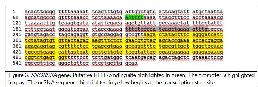 Figure 3. SNORD3A gene. Putative HLTF-binding site highlighted in green. The promoter is highlighted in gray. The ncRNA sequence highlighted in yellow begins at the transcription start site.
