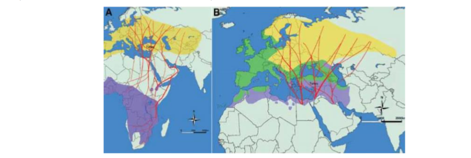Migration routes of migratory birds carrying Crimean-Congo Hemorrhagic Fever Virus. A) Great Reed Warbler (Acrocephalus arundinaceus); eastern migration routes (red lines), breeding grounds (yellow areas) and wintering grounds (purple areas). Water bodies are blue. Non-breeding and non-wintering areas are light green. B) European Robin (Erithacus rubecula) eastern migration routes (red lines), resident areas (green), breeding grounds (yellow) and wintering grounds (purple). Water bodies are blue and non-breeding and non-wintering areas are light green.