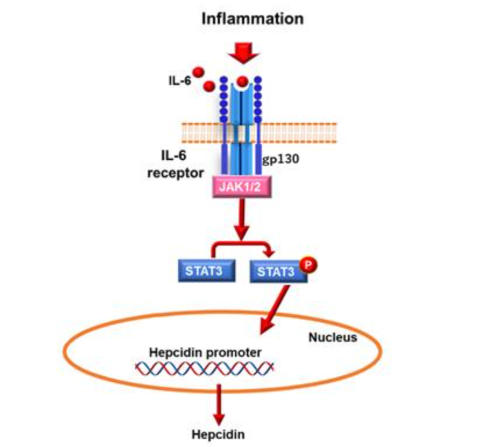 Figure 1: Regulation of hepcidin expression. In the inflammatory pathway, IL-6, which is produced during inflammation, binds to the IL-6 receptor and gp130. This activates JAK1/2. This process results in the phosphorylation of STAT3, which then translocates into the nucleus and binds to the hepcidin promoter, thereby activating transcription.