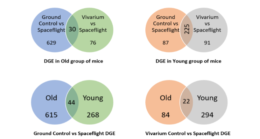 Venn diagrams indicating the number of DGEs found across different comparison groups.