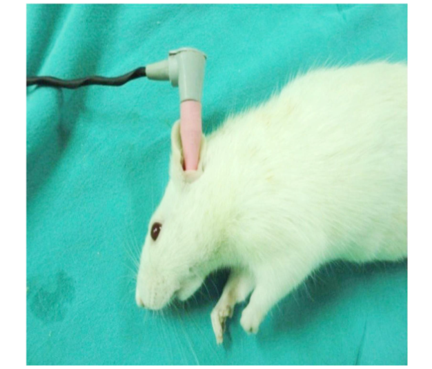 Figure 1: Experimental Application of Otoacoustic Emissions in Rats