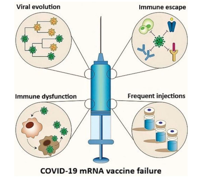 The SARS-CoV-2 spike protein's interaction with ACE2 receptors drives mutations in the S gene, enabling viral immune escape and reducing the efficacy of mRNA vaccines based on the original Wuhan strain sequence.