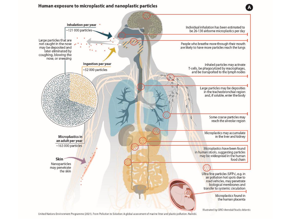 Figure 3 - Human Exposure Pathways for Ingested and Inhaled Microplastics