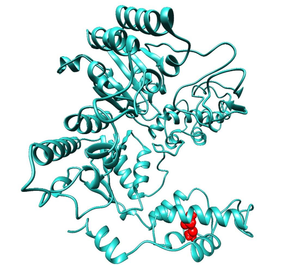 Figure 3. Represents the refined PEX6 (wild type), wherein the variants are shown in the sphere (Red colour).