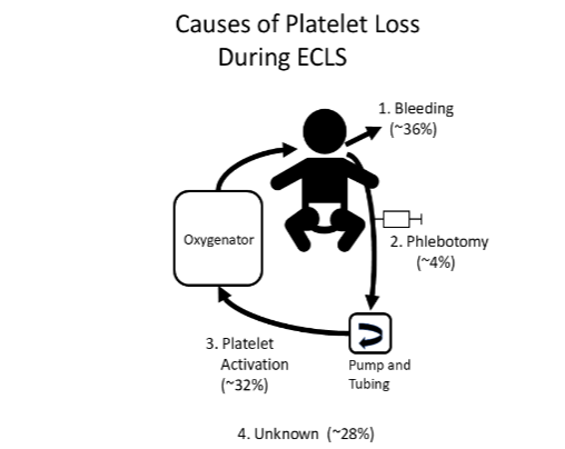 Figure 2. Causes of red cell loss during extracorporeal life support (ECLS). Adapted from references 40,41.