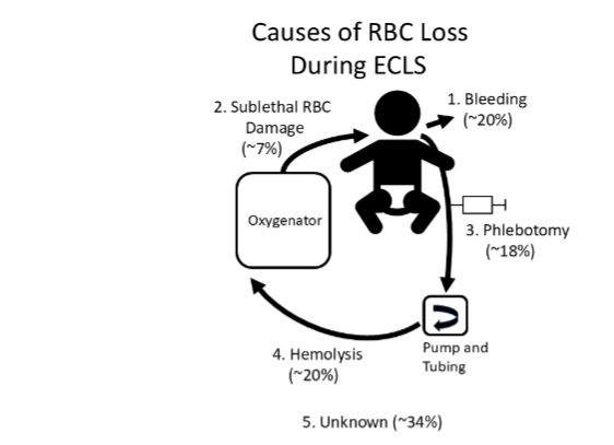 Figure 3. Red cell activation and damage—newly formed thrombi.