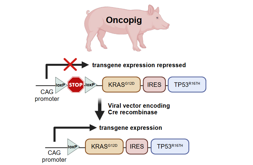 Figure 1. Oncopig model diagram. Figure was created using BioRender.