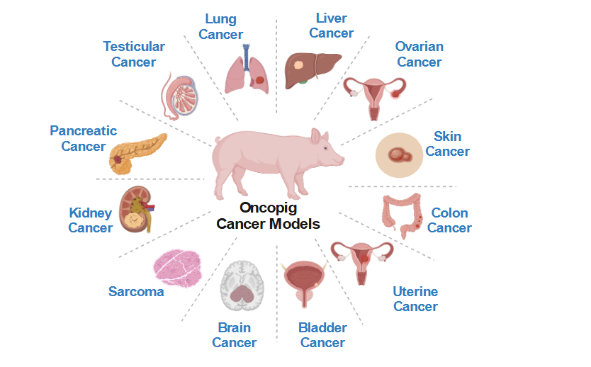 Figure 2. Oncopig Cancer Models. Figure was created using BioRender.