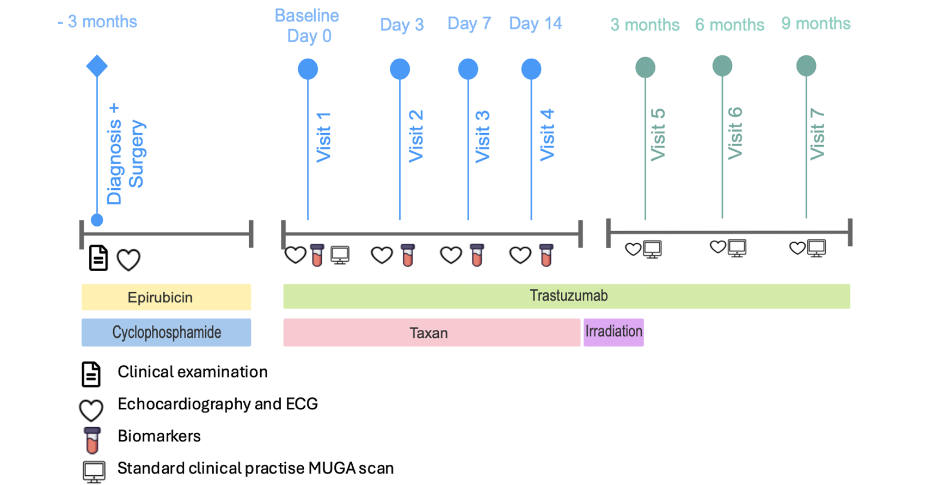 Figure 1: Timeline of study procedures and treatments from 3 months prior to trastuzumab treatment to 9 months after. Epirubicin and cyclophosphamide was administered prior to trastuzumab initiation. Thereafter either docetaxel or paclitaxel, concomitantly with trastuzumab. Clinical assessments, echocardiography and ECG, biomarkers and MUGA scans were performed according to visit schedule. Icons represent timing and type of assessment.