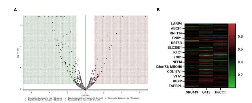 Figure 8. Volcano Plot (A) and heat map (B) of total proteins seen to be altered by ACC1 knockdown in proteomic analysis. The volcano plot analysis identifies 110 proteins significantly increased, and 267 proteins significantly decreased across all three cell lines. A heat map displays several commonly altered proteins in G415, HuCCT-1, and SNU-449 cell lines, including ABCF1, BNIP1, and RCF1.