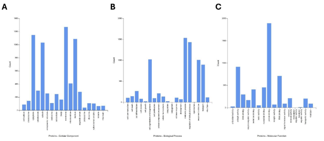 Total count of protein families altered by ACC1 knockdown in GBC, CCA, and HCC cell lines. (A) Cellular components most affected include proteins in the cytoplasm, cytosol, cellular membrane, and nucleus. (B) Biological processes commonly affected include metabolic processes, cell organization and biogenesis, and response to stimuli. (C) Molecular functions seen to be altered include protein binding, catalytic activity, and RNA binding.