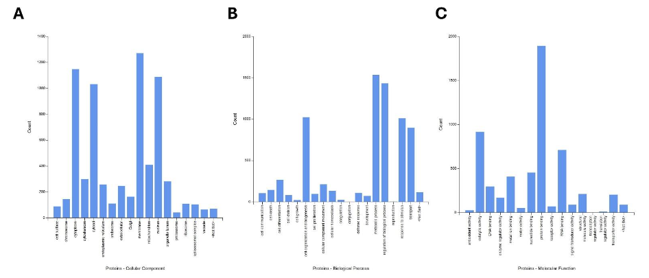 Figure 9. Total count of protein families altered by ACC1 knockdown in GBC, CCA, and HCC cell lines. (A) Cellular components most affected include proteins in the cytoplasm, cytosol, cellular membrane, and nucleus. (B) Biological processes commonly affected include metabolic processes, cell organization and biogenesis, and response to stimuli. (C) Molecular functions seen to be altered include protein binding, catalytic activity, and RNA binding.
