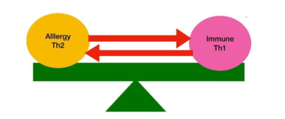 Figure 1: balanced Th1 and Th2 response