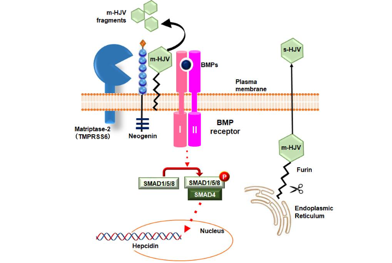 The present study will examine the relationship between HJV Cleavage and the Regulation of Hepcidin Expression.