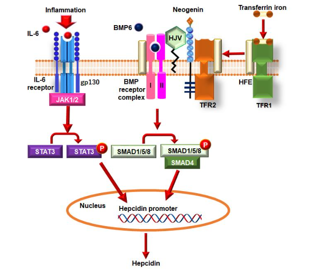 The following investigation will explore the molecular mechanisms that govern hepcidin expression regulation.
