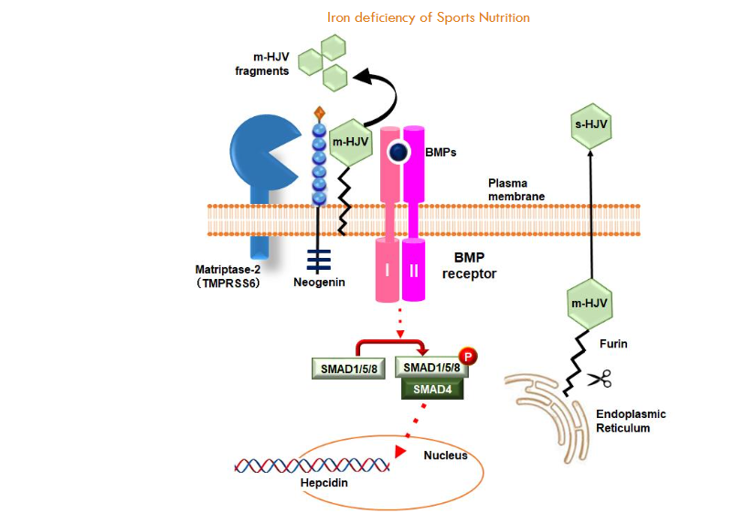 The present study will examine the relationship between HJV Cleavage and the Regulation of Hepcidin Expression.