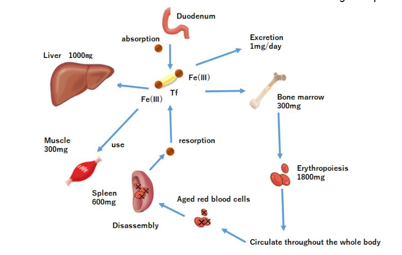 Kinetics of Iron Absorption in the Whole-Body.