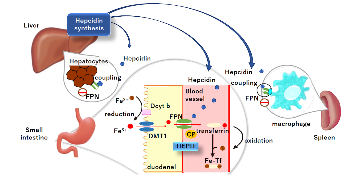 Regulation of iron metabolism when hepcidin acts.