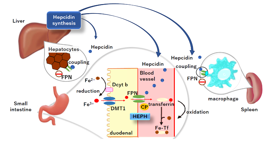 Figure 2. Regulation of iron metabolism when hepcidin acts. Hepcidin is synthesised in the liver and secreted into the bloodstream for transport throughout the body.