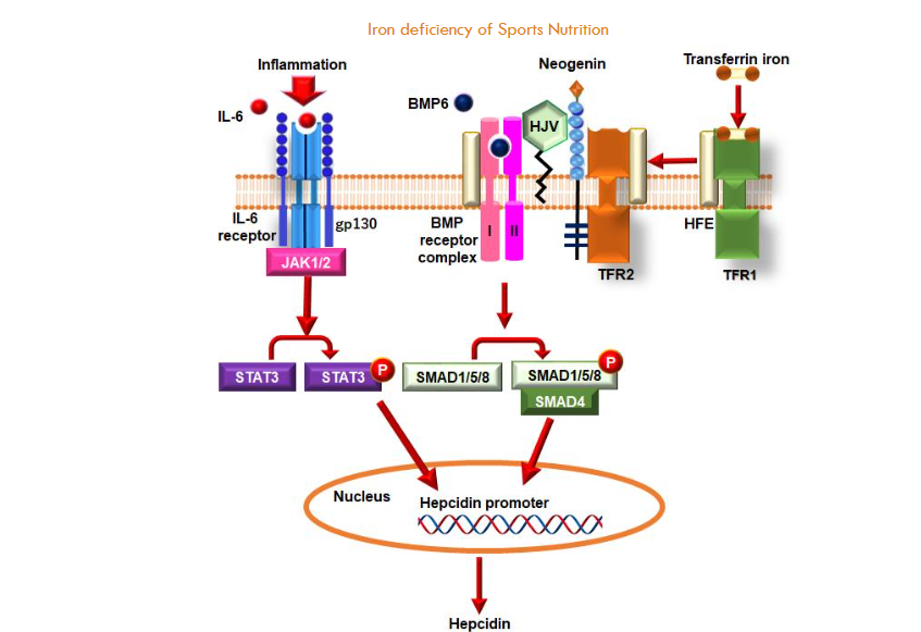 The following investigation will explore the molecular mechanisms that govern hepcidin expression regulation.