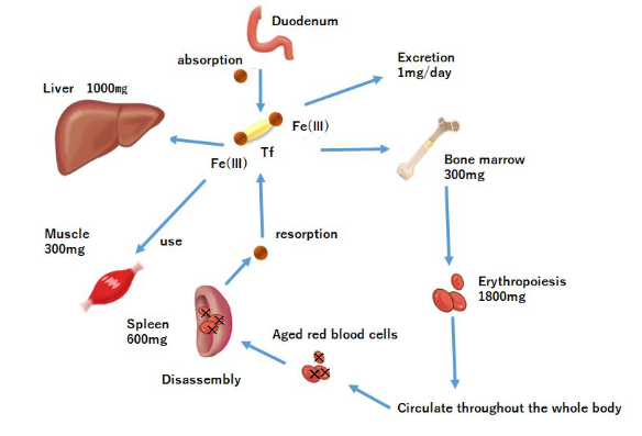 Figure 1. Kinetics of Iron Absorption in the Whole-Body. Dietary iron is absorbed from the upper gastrointestinal tract (duodenum) and enters the bloodstream, where it is bound to transferrin (Tf) and transported throughout the whole body.