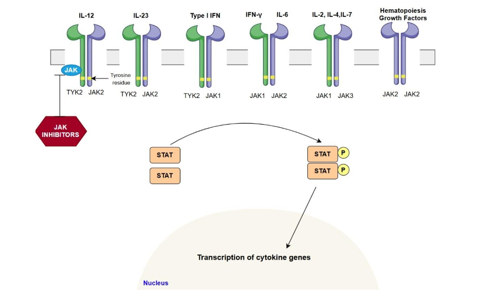 Figure 1. Overview of the JAK-STAT Signaling Pathway and the Mechanism of Action of Janus kinase (JAK) inhibitors.