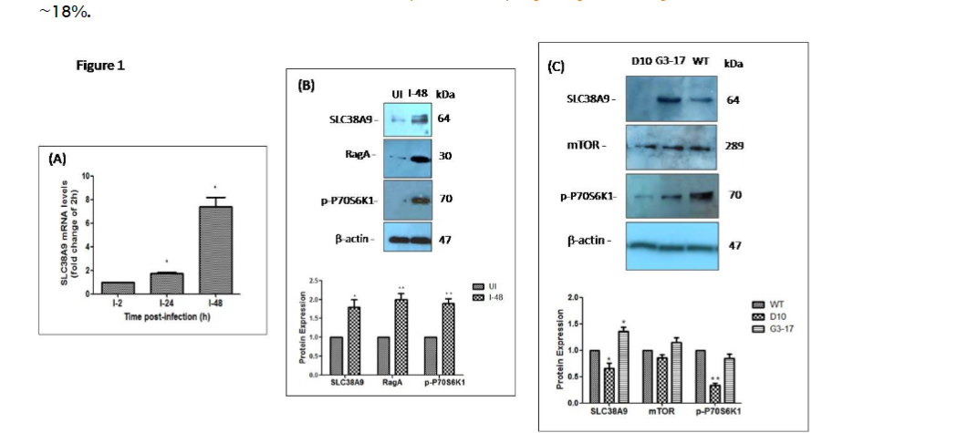 Expression pattern of SLC38A9 and mTOR in THP-1 cells infected with L. donovani Bob and ADR mutants.