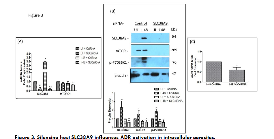 Silencing host SLC38A9 influences ADR activation in intracellular parasites.