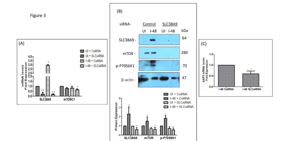 Silencing host SLC38A9 influences ADR activation in intracellular parasites.
